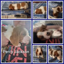 Percy Jackson - Red and white male Basset Hound puppy in Mill Springs, North Carolina from Mountain View Basset Hounds