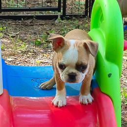 Boy 3 - Red male Boston Terrier puppy in Griffin, Georgia from Celtic Performance Bostons