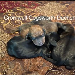 Dachshund Puppies from Cromwell Cogsworth Dachshunds of South West Michigan
