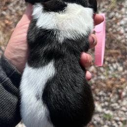 Girl 4 - tri color - Marnies litter - Black brown and white female Basset Hound puppy in Noblesville, Indiana from Russell Bassets
