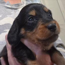 Belle - Black and tan female Dachshund puppy in Bangs, Texas from Lickin'bach Miniature Dachshunds