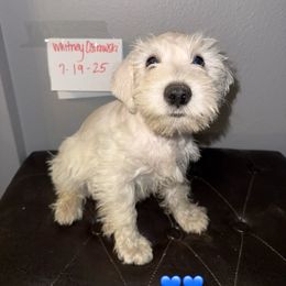 Casper - White male Miniature Schnauzer puppy in Watauga, Texas from Sissy’s Schnauzers