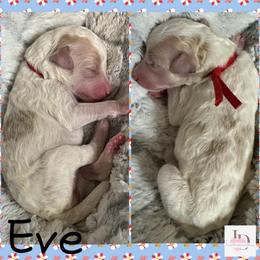 Eve- Red - Parti female Goldendoodle puppy in Ankeny, Iowa from Iowadoodles2love
