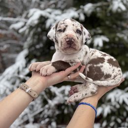 Mash Potatoes - Great Dane puppy from Ferguson Family Danes LLC