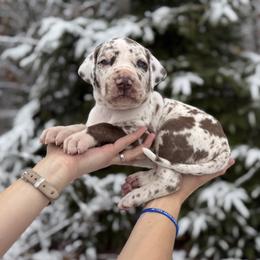 Mash Potatoes - Great Dane puppy from Ferguson Family Danes LLC