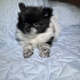 Tux - Blue merle male Pomeranian puppy in Bells, Texas from Lollipoppoms