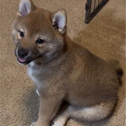 SHIKA - Red female Shiba Inu puppy in Derby, Kansas from Heart’s Desire Shiba Inus