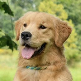 Puddle - Golden Retriever