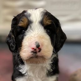 Bernedoodles and Goldendoodles from Country Hills Doodles