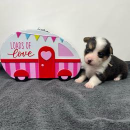 Snowflake - Black and tan female Pembroke Welsh Corgi puppy in Waco, Texas from The Comma Corgis