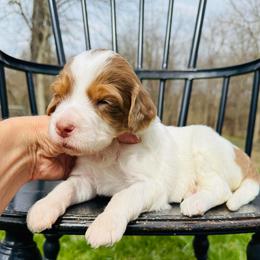 Vanilla Bean - Parti female Pyredoodle puppy in Bowling Green, Ohio from FDF Pyredoodles & Bernedoodles