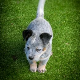 Anatolian Shepherd Dog and Australian Cattle Dog Puppies from 4D Cattle Dogs