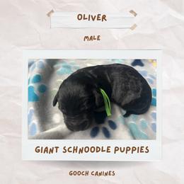 Schnoodle Puppies from Gooch Canines (Giant Schnoodles)