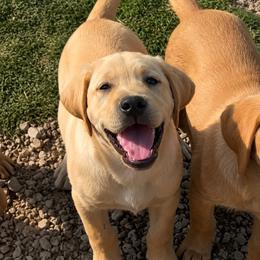Dash - Yellow male Dilute Retriever puppy in Baldwin City, Kansas from Hedge Lane Labradors