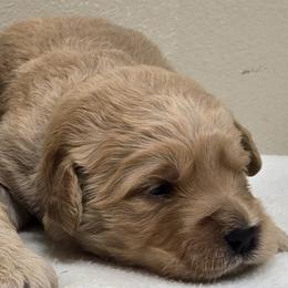 Boy 3 - Cream male Goldendoodle puppy in Milford, Michigan from Servant Kennel