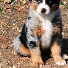Australian Shepherd Puppies from Maubach Ranch