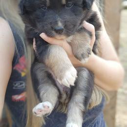 Stellar - Black tri-color female Australian Shepherd puppy in Cable, Ohio from Resolute Aussies