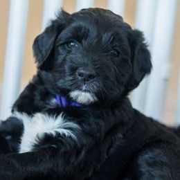 Portuguese Water Dogs from True North