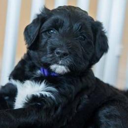 Portuguese Water Dogs from True North