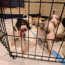 Border Collie Puppies from Sherry's Border Collies
