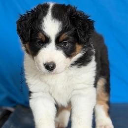 Blue collar - Black tri female Miniature American Shepherd puppy in Pueblo West, Colorado from Bear River Ranch LLC