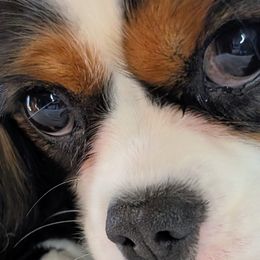 Cavalier King Charles Spaniels from Panache Puppies