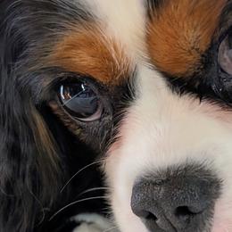 Cavalier King Charles Spaniels from Panache Puppies