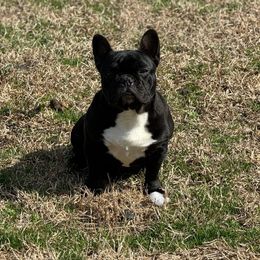 Cali - French Bulldog puppy from Haynes French Bulldogs
