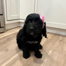 Lucy - Black and white female Bernedoodle puppy in North Highlands, California from The Purrfectpups