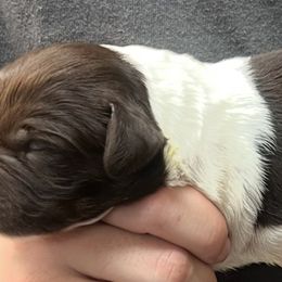 Solo girl 2 - Liver and white female Brittany puppy in Floyd Knobs, Indiana from Cross Creek Brittanys