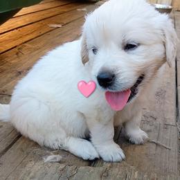 Pink - Light golden female Golden Retriever puppy in Slaughters, Kentucky from Kimber's Helping Paws