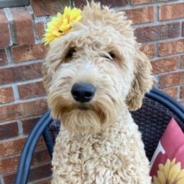 Goldendoodles from Rainwillow Doodles