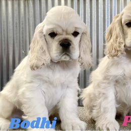 Cocker Spaniel Puppies from Silver Moon Cockers
