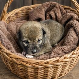 Mia - Sesame female Shiba Inu puppy in Illinois from Precious-Puppies