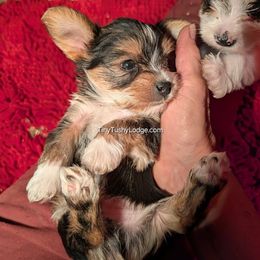 AKC Traditional boy - Blue and gold male Yorkshire Terrier puppy in Greencastle, Indiana from Tiny Tushy Lodge