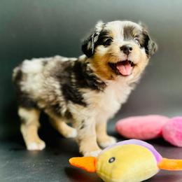 Tessa - Blue merle female Toy Australian Shepherd puppy in Luling, Texas from Little Wood Toy and Mini Aussies