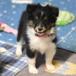 Reese - Black white and tan female Shetland Sheepdog puppy in Wolcott, Indiana from Southside Shelties