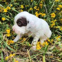 Girl 2 - Chestnut female Llewellin Setter puppy in North Dinwiddie, Virginia from Pups Furever