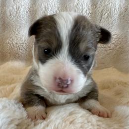 Konrad - Blue male Pembroke Welsh Corgi puppy in Cashion, Oklahoma from Shabby Chic Corgis