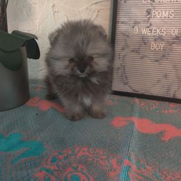 Boy 2 - Pomeranian puppy in Fort Lauderdale, Florida from El'Cienna Poms