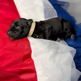 Liberty - Black female German Shorthaired Pointer puppy in Edenton, North Carolina from Bockelman GSP’s