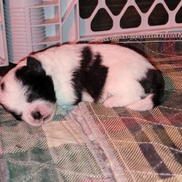 Cracker Jack - Black and white female Shichon puppy in St. Johns, Florida from Log Cabin Teddy Bears