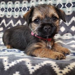 Border Terrier Puppies from Cornerstone Border Terriers