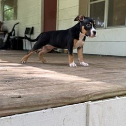 Star - Black tri-color female American Bully puppy in Tallahassee, Florida from Alpha Street Bully Kennels