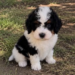 Black collar - Tri-color male Bernedoodle puppy in Gilbert, Arizona from Azteddybeardoodles