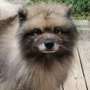 Keeshonden from Masada Keeshond