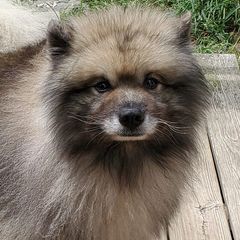 Keeshonden from Masada Keeshond