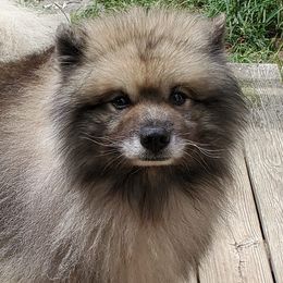 Keeshonden from Masada Keeshond