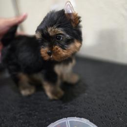 Little Aaron - Black and gold male Yorkshire Terrier puppy in Kissimmee, Florida from Twilights Yorkies FL