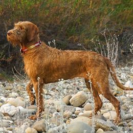 Wirehaired Vizslas from Salish Wirehaired Vizslas